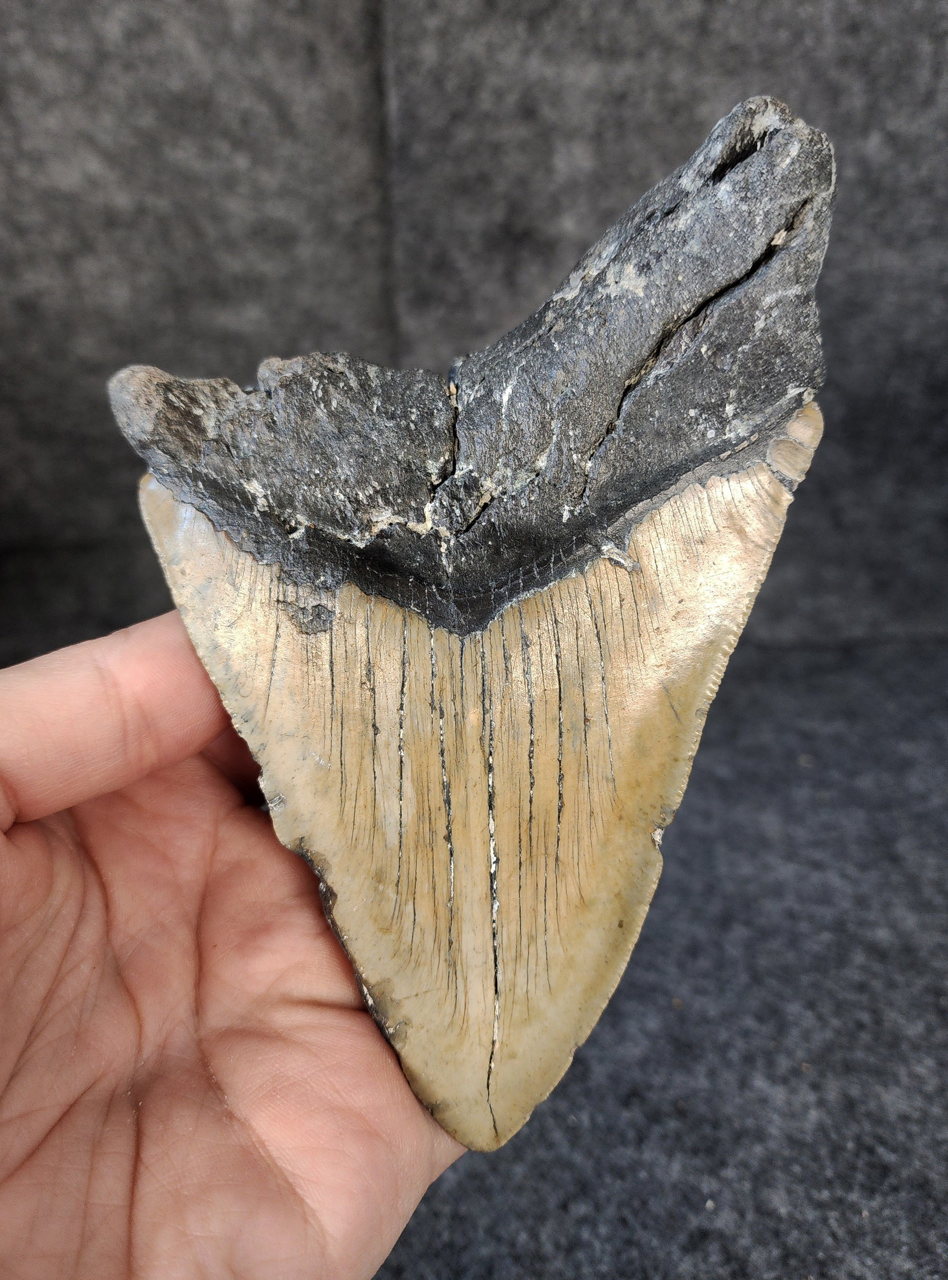 Back view of 5.71-inch Megalodon tooth fossil, highlighting the root structure and enamel preservation.