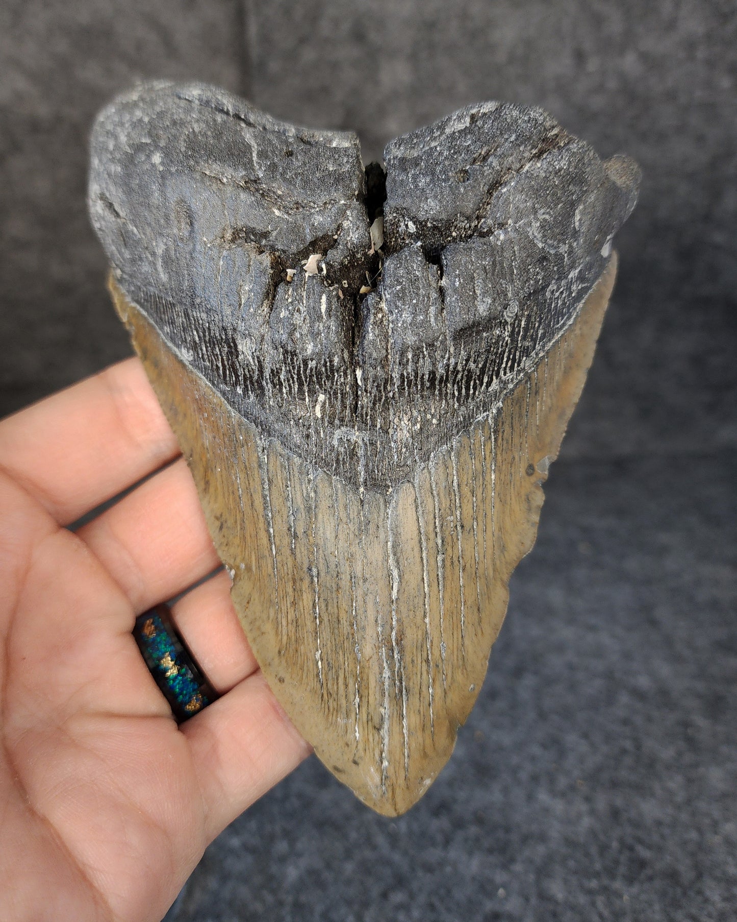 Front view of 5.71-inch authentic Megalodon tooth fossil from Meg Ledge, Wilmington, North Carolina, showcasing natural enamel and robust root.