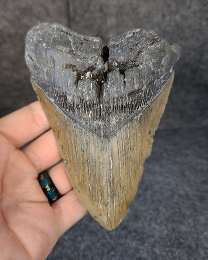 Front view of 5.71-inch authentic Megalodon tooth fossil from Meg Ledge, Wilmington, North Carolina, showcasing natural enamel and robust root.
