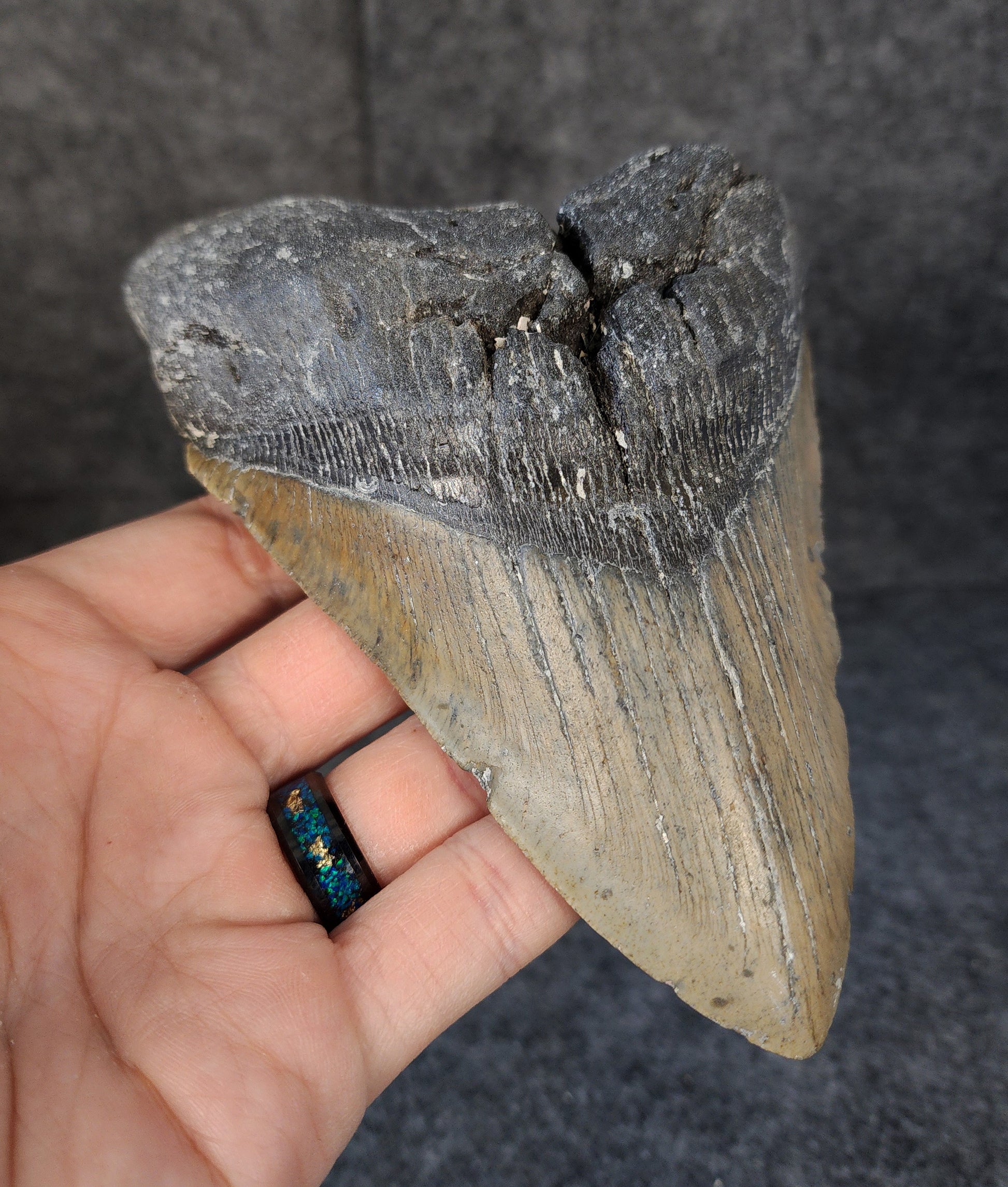 Left side profile of 5.71-inch Megalodon tooth from Meg Ledge, displaying curvature and serrations.​
