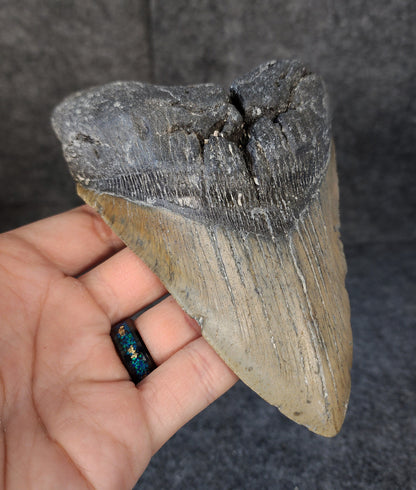 Left side profile of 5.71-inch Megalodon tooth from Meg Ledge, displaying curvature and serrations.​