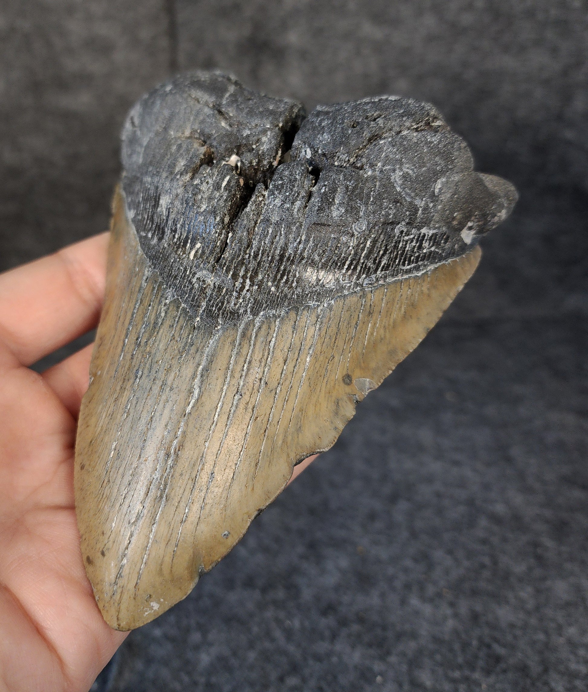 Right side view of 5.71-inch fossil Megalodon tooth, emphasizing natural serrations and blade shape.