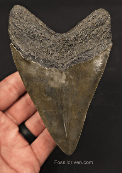 5.01" Fossil Megalodon Tooth - Beaufort, South Carolina | Fossil Driven - Fossil Driven