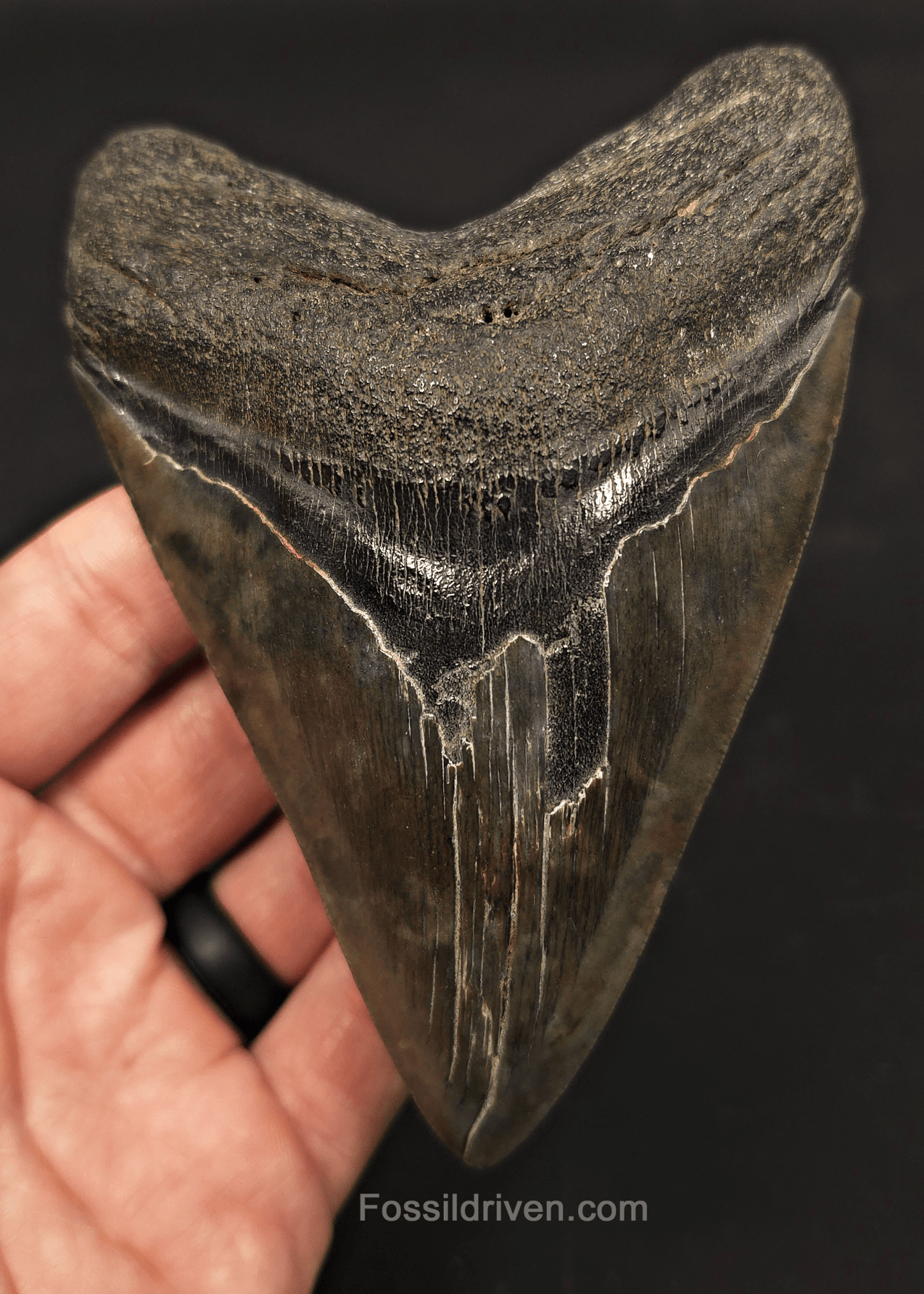 5.01" Fossil Megalodon Tooth - Beaufort, South Carolina | Fossil Driven - Fossil Driven