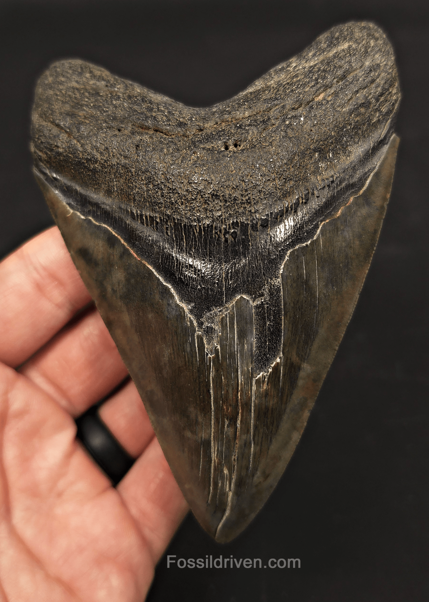 5.01" Fossil Megalodon Tooth - Beaufort, South Carolina | Fossil Driven - Fossil Driven