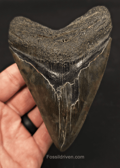 5.01" Fossil Megalodon Tooth - Beaufort, South Carolina | Fossil Driven - Fossil Driven