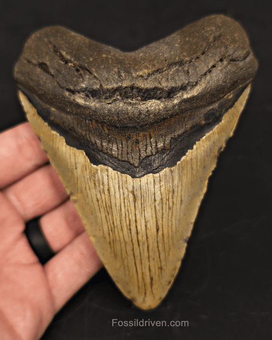 5.01" North Carolina Megalodon Tooth - Complete Specimen - Authentic Fossil Shark Tooth - Fossil Driven