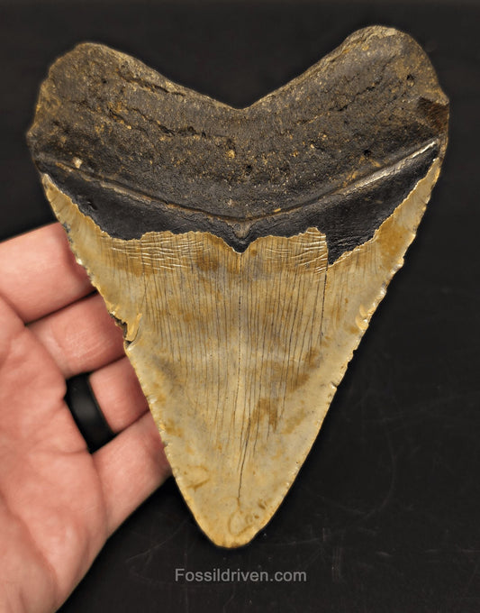 5.01" North Carolina Megalodon Tooth - Complete Specimen - Authentic Fossil Shark Tooth - Fossil Driven