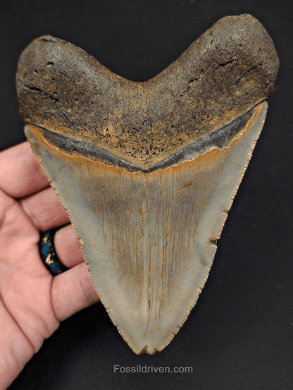 5.04" North Carolina Megalodon Tooth - Complete Specimen - Authentic Fossil Shark Tooth - Fossil Driven