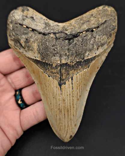 5.04" North Carolina Megalodon Tooth - Complete Specimen - Authentic Fossil Shark Tooth - Fossil Driven
