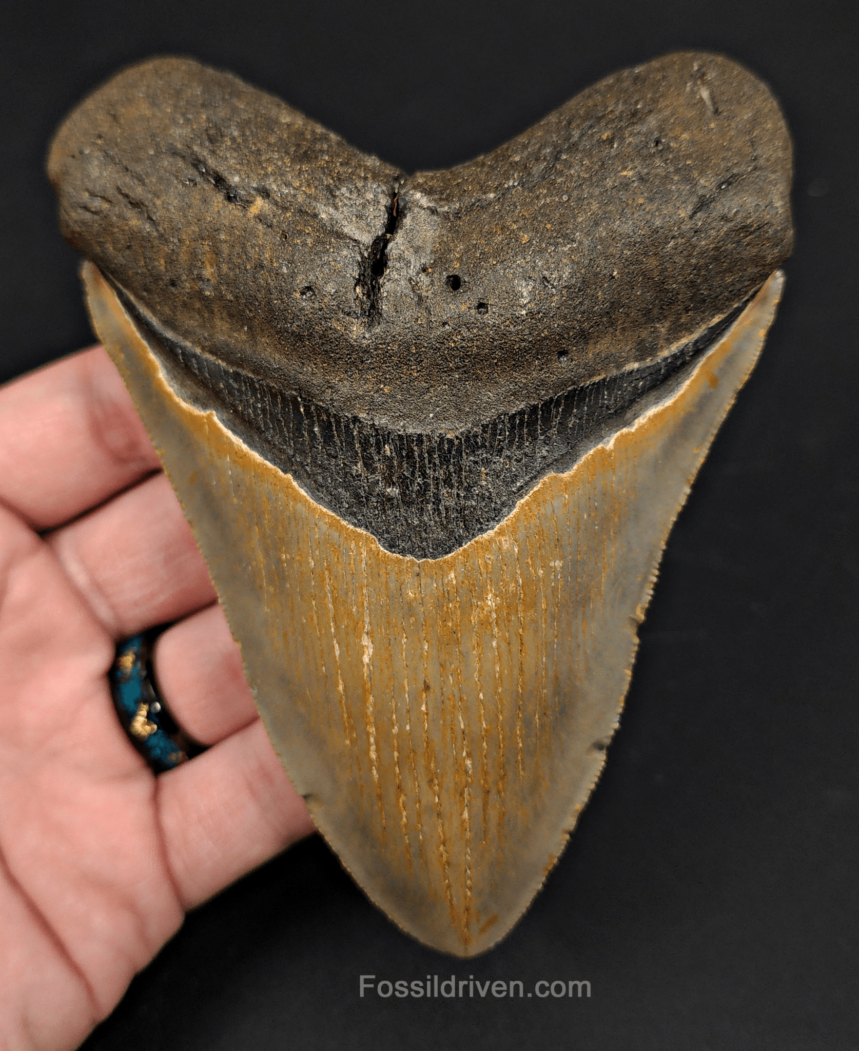 5.04" North Carolina Megalodon Tooth - Complete Specimen - Authentic Fossil Shark Tooth - Fossil Driven