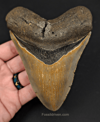 5.04" North Carolina Megalodon Tooth - Complete Specimen - Authentic Fossil Shark Tooth - Fossil Driven