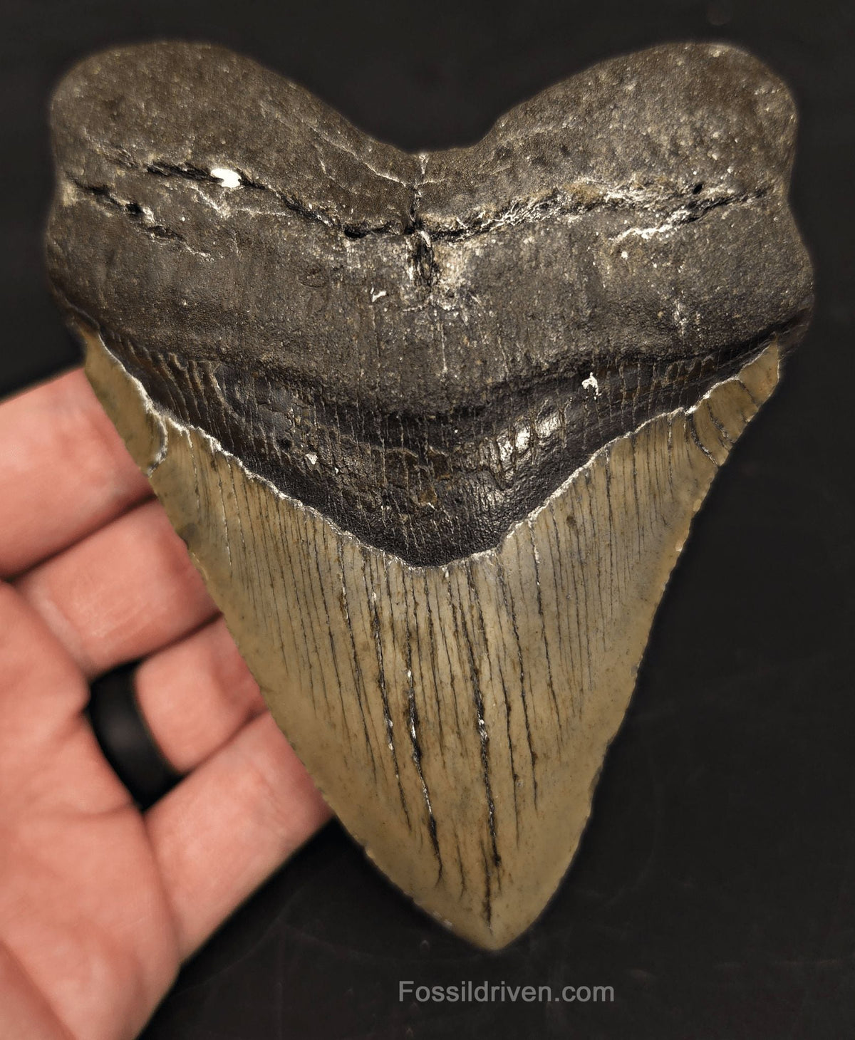 5.04" North Carolina Megalodon Tooth - Complete Specimen - Authentic Fossil Shark Tooth (Meg 2514) - Fossil Driven