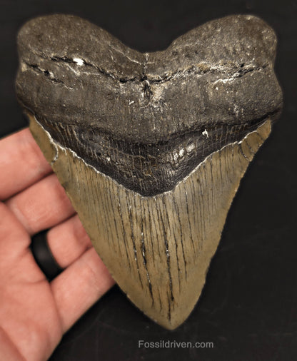 5.04" North Carolina Megalodon Tooth - Complete Specimen - Authentic Fossil Shark Tooth (Meg 2514) - Fossil Driven