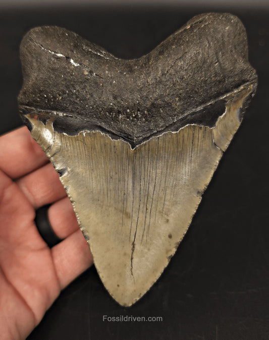 5.04" North Carolina Megalodon Tooth - Complete Specimen - Authentic Fossil Shark Tooth (Meg 2514) - Fossil Driven