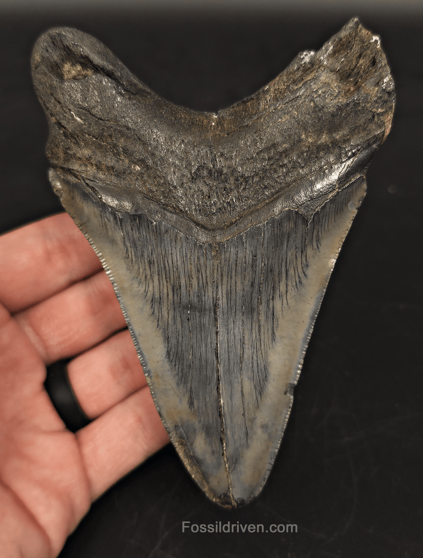 5.05" South Carolina Megalodon Tooth - Complete Specimen - Authentic Fossil Shark Tooth - Fossil Driven