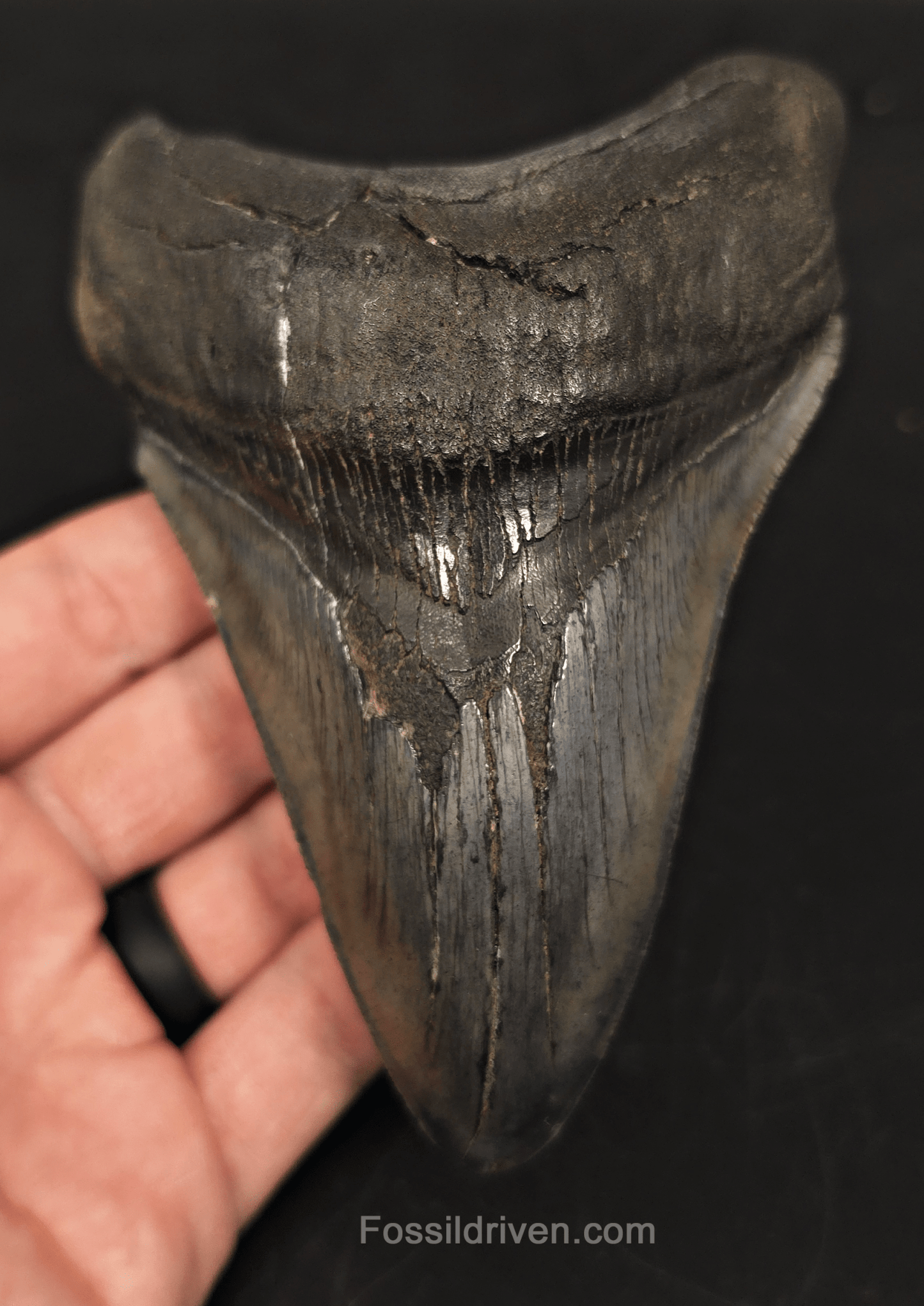 5.05" South Carolina Megalodon Tooth - Complete Specimen - Authentic Fossil Shark Tooth - Fossil Driven
