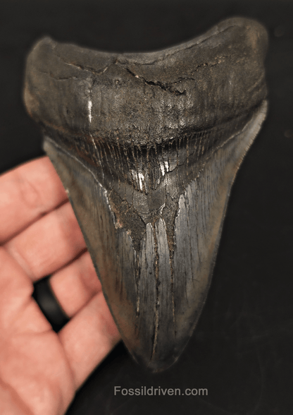 5.05" South Carolina Megalodon Tooth - Complete Specimen - Authentic Fossil Shark Tooth - Fossil Driven