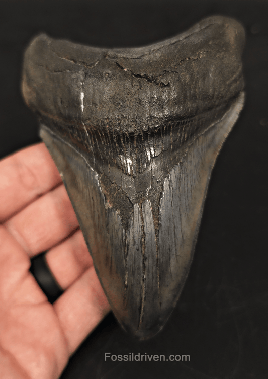 5.05" South Carolina Megalodon Tooth - Complete Specimen - Authentic Fossil Shark Tooth - Fossil Driven