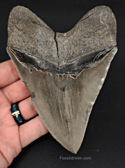 5.06" High-Quality Fossil Megalodon Tooth - Savannah, Georgia | Fossil Driven - Fossil Driven