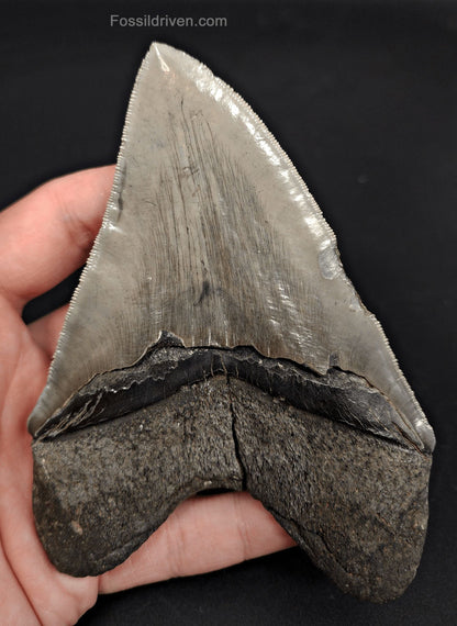 5.06" High-Quality Fossil Megalodon Tooth - Savannah, Georgia | Fossil Driven - Fossil Driven