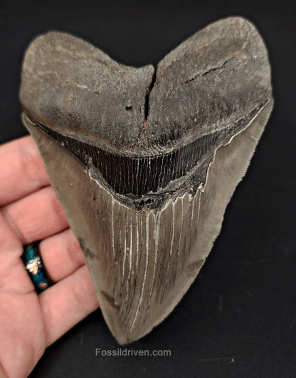 5.06" High-Quality Fossil Megalodon Tooth - Savannah, Georgia | Fossil Driven - Fossil Driven