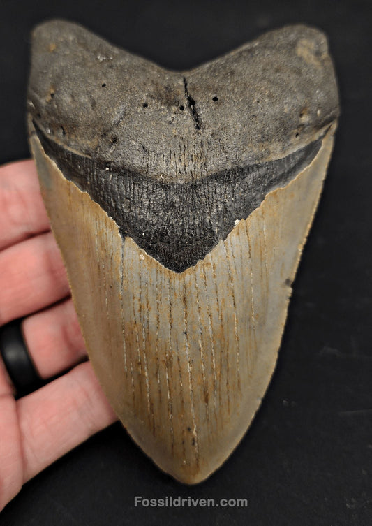 5.07" Fossil Megalodon Tooth - North Carolina | Fossil Driven - Fossil Driven