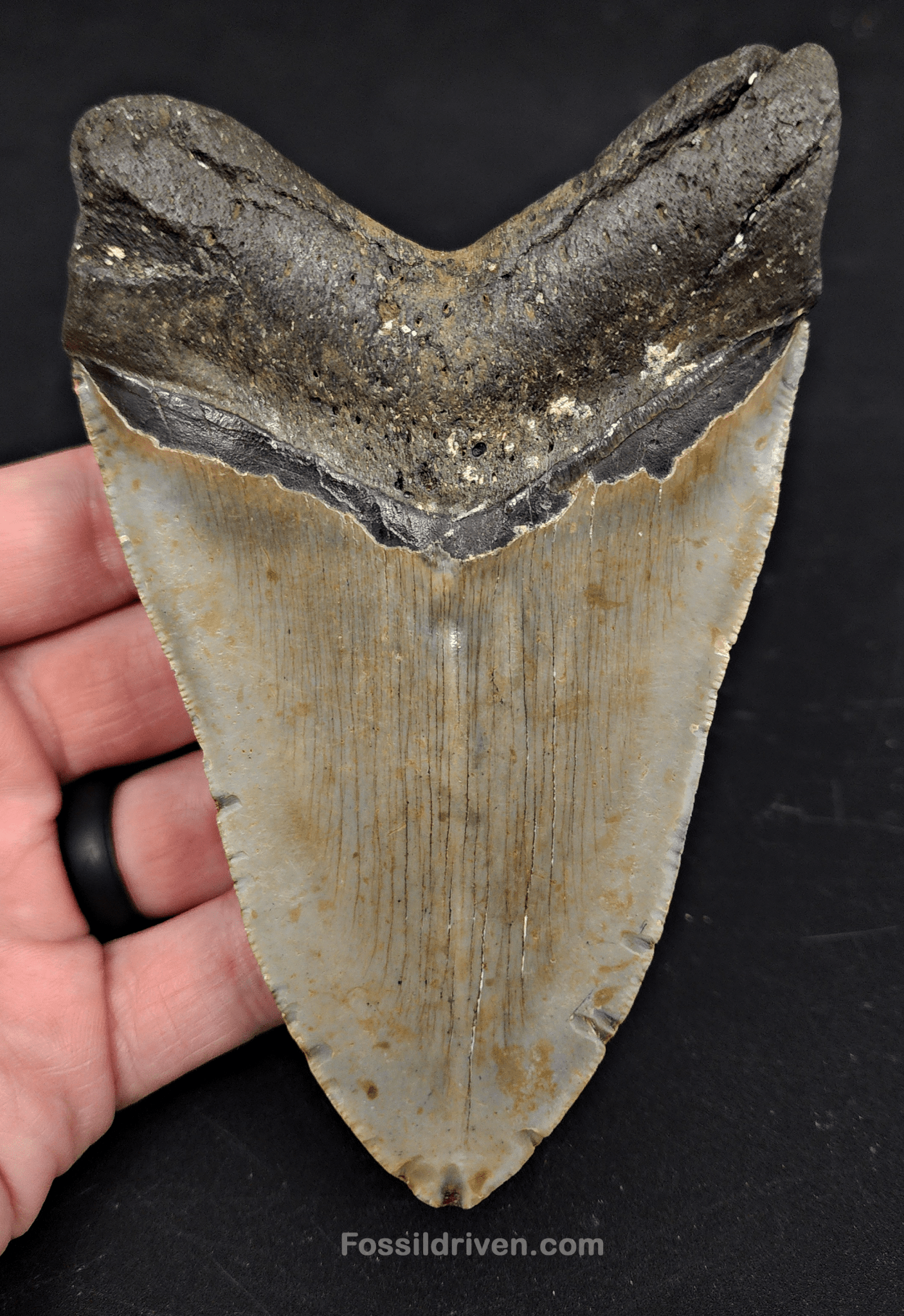 5.07" North Carolina Megalodon Tooth - Complete Specimen - Authentic Fossil Shark Tooth - Fossil Driven