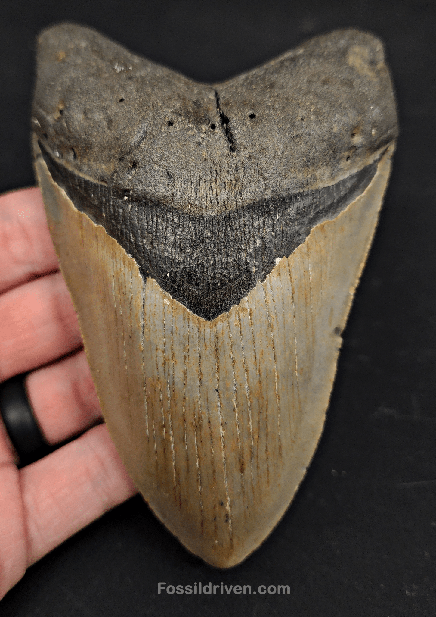 5.07" North Carolina Megalodon Tooth - Complete Specimen - Authentic Fossil Shark Tooth - Fossil Driven