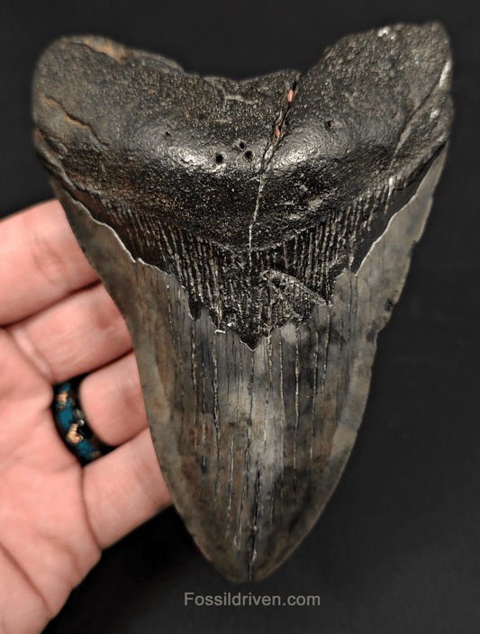 5.07" South Carolina Megalodon Tooth - Complete Specimen - Authentic Fossil Shark Tooth - Fossil Driven