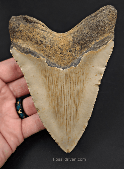 5.08" North Carolina Megalodon Tooth - Complete Specimen - Authentic Fossil Shark Tooth - Fossil Driven