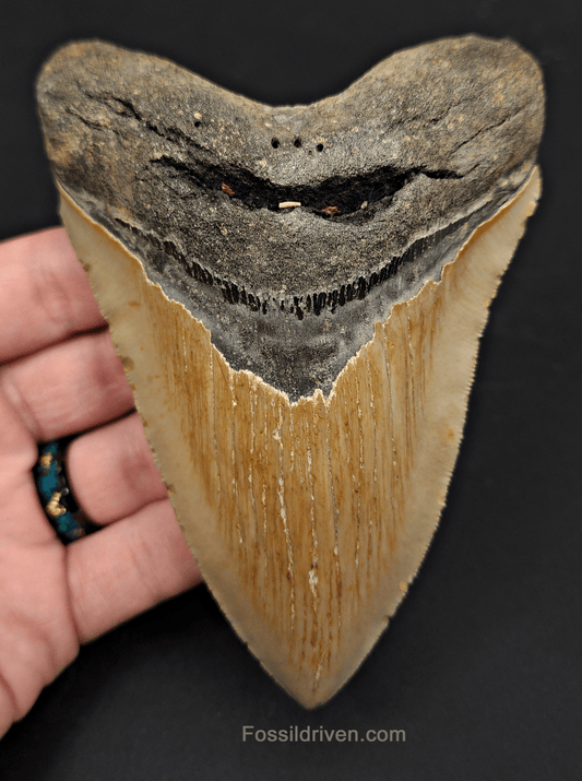 5.08" North Carolina Megalodon Tooth - Complete Specimen - Authentic Fossil Shark Tooth - Fossil Driven