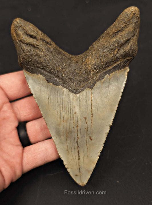5.11" Fossil Megalodon Tooth for Sale - North Carolina | Fossil Driven - Fossil Driven