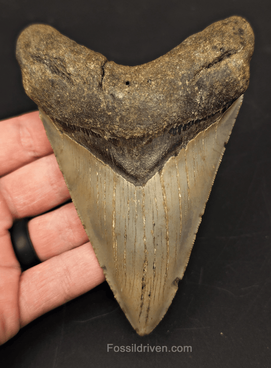 5.11" Fossil Megalodon Tooth for Sale - North Carolina | Fossil Driven - Fossil Driven