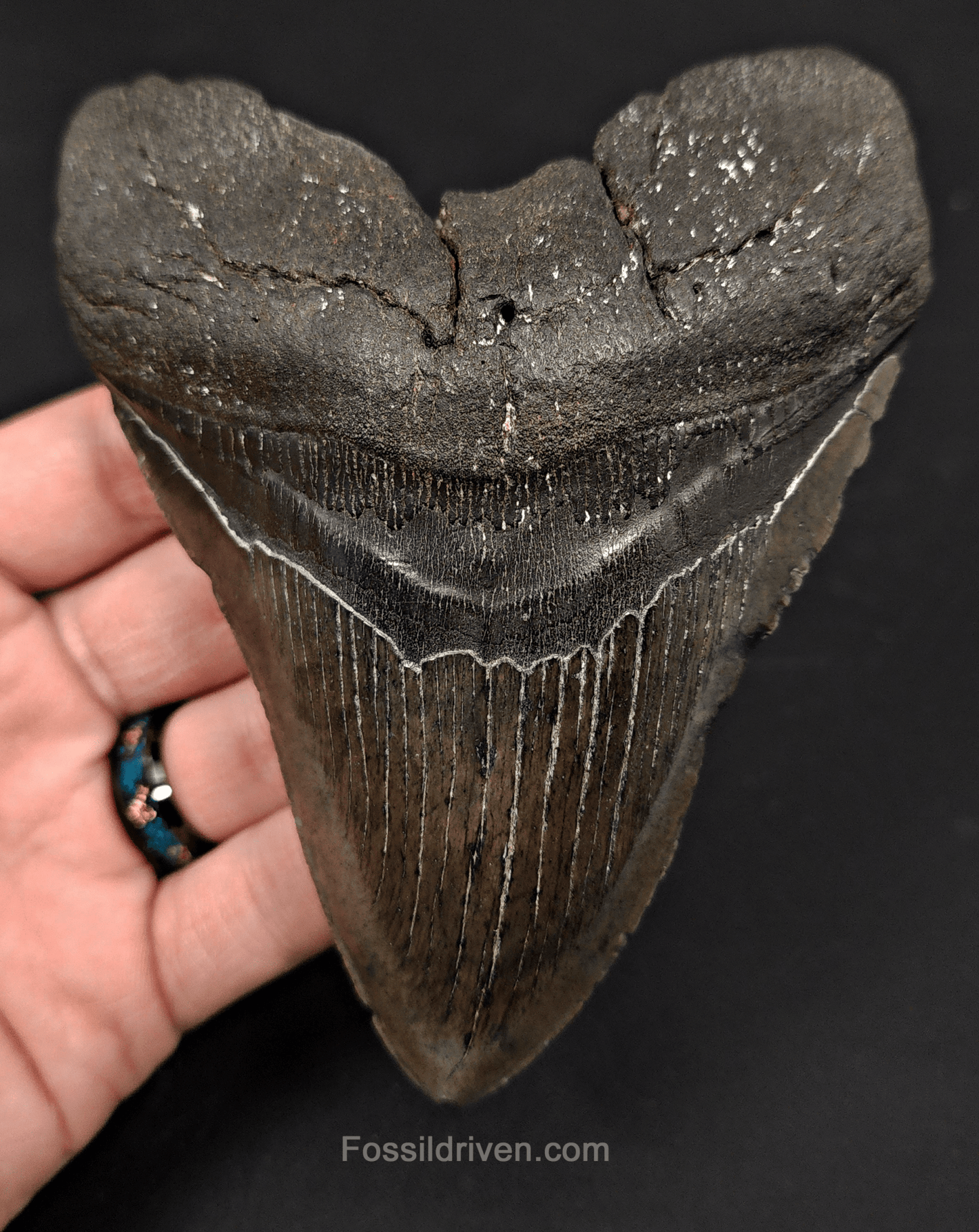 5.11" South Carolina Megalodon Tooth - Complete Specimen - Authentic Fossil Shark Tooth - Fossil Driven