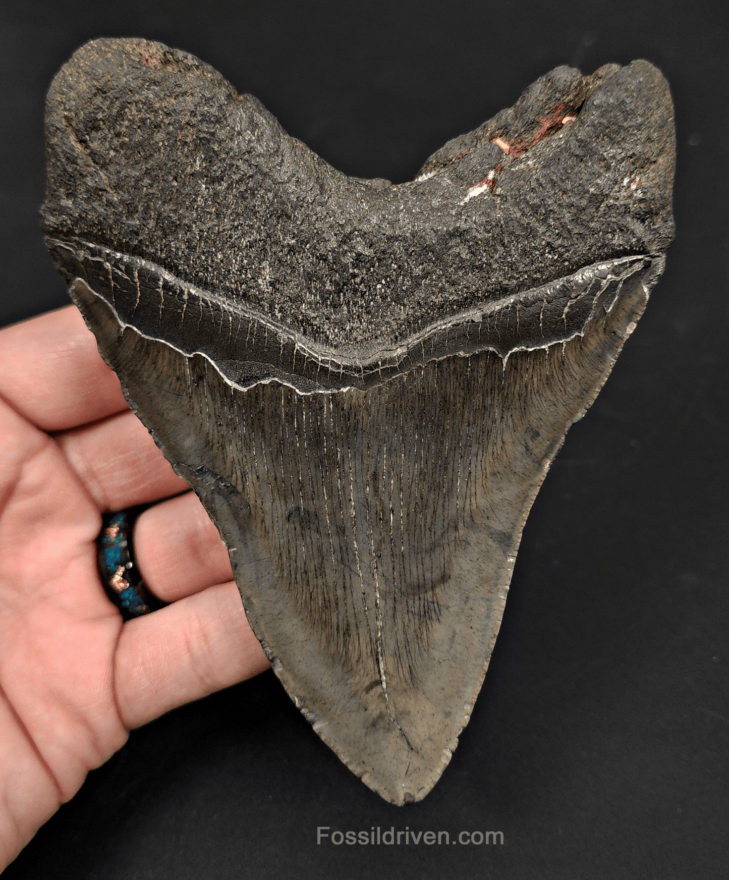 5.11" South Carolina Megalodon Tooth - Complete Specimen - Authentic Fossil Shark Tooth - Fossil Driven