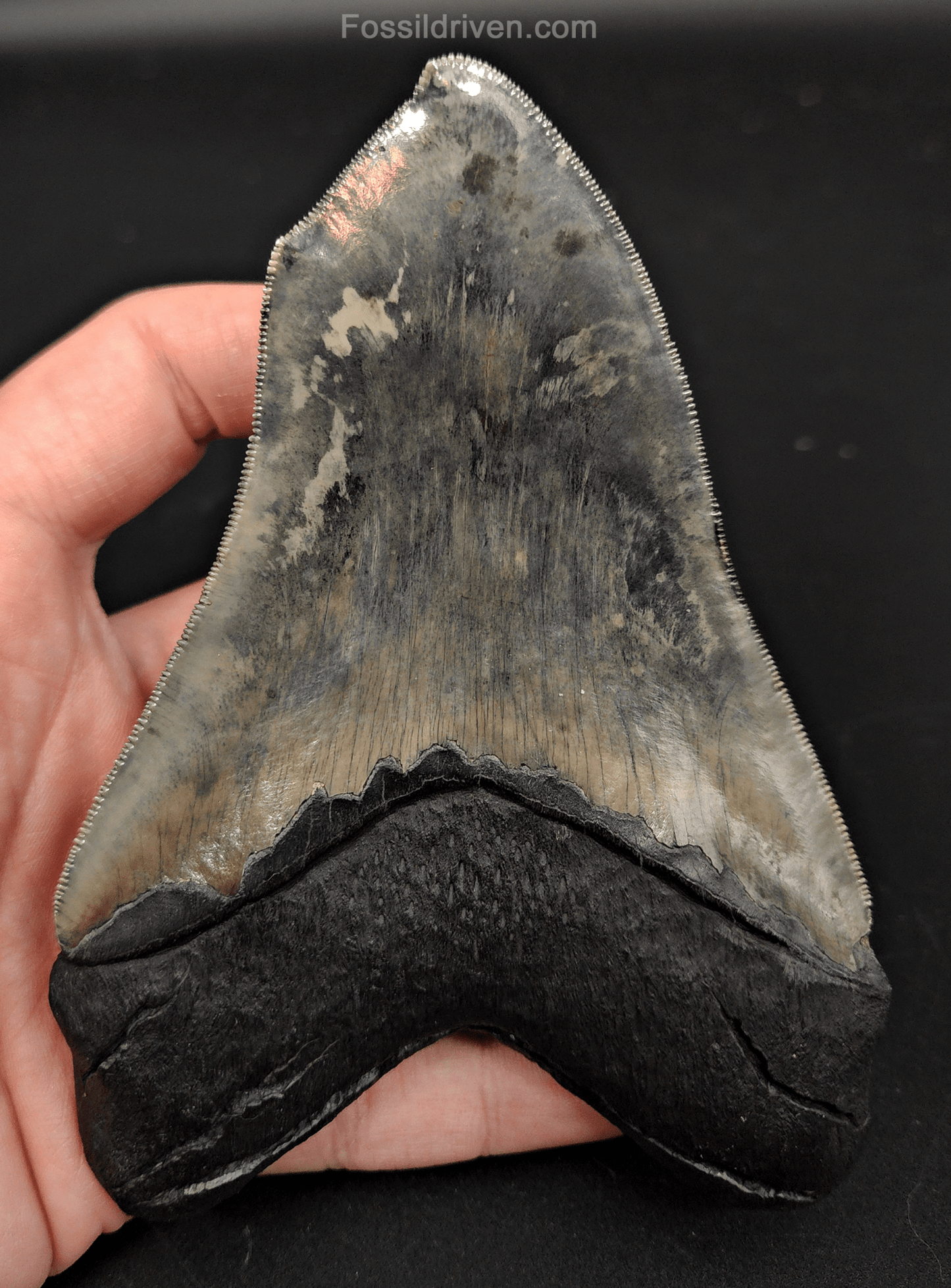 5.12" Fossil Megalodon Tooth - Pathological Fossil from Indonesia - Fossil Driven