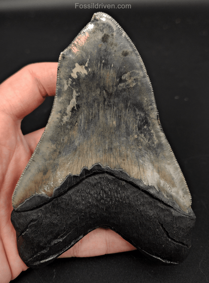 5.12" Fossil Megalodon Tooth - Pathological Fossil from Indonesia - Fossil Driven