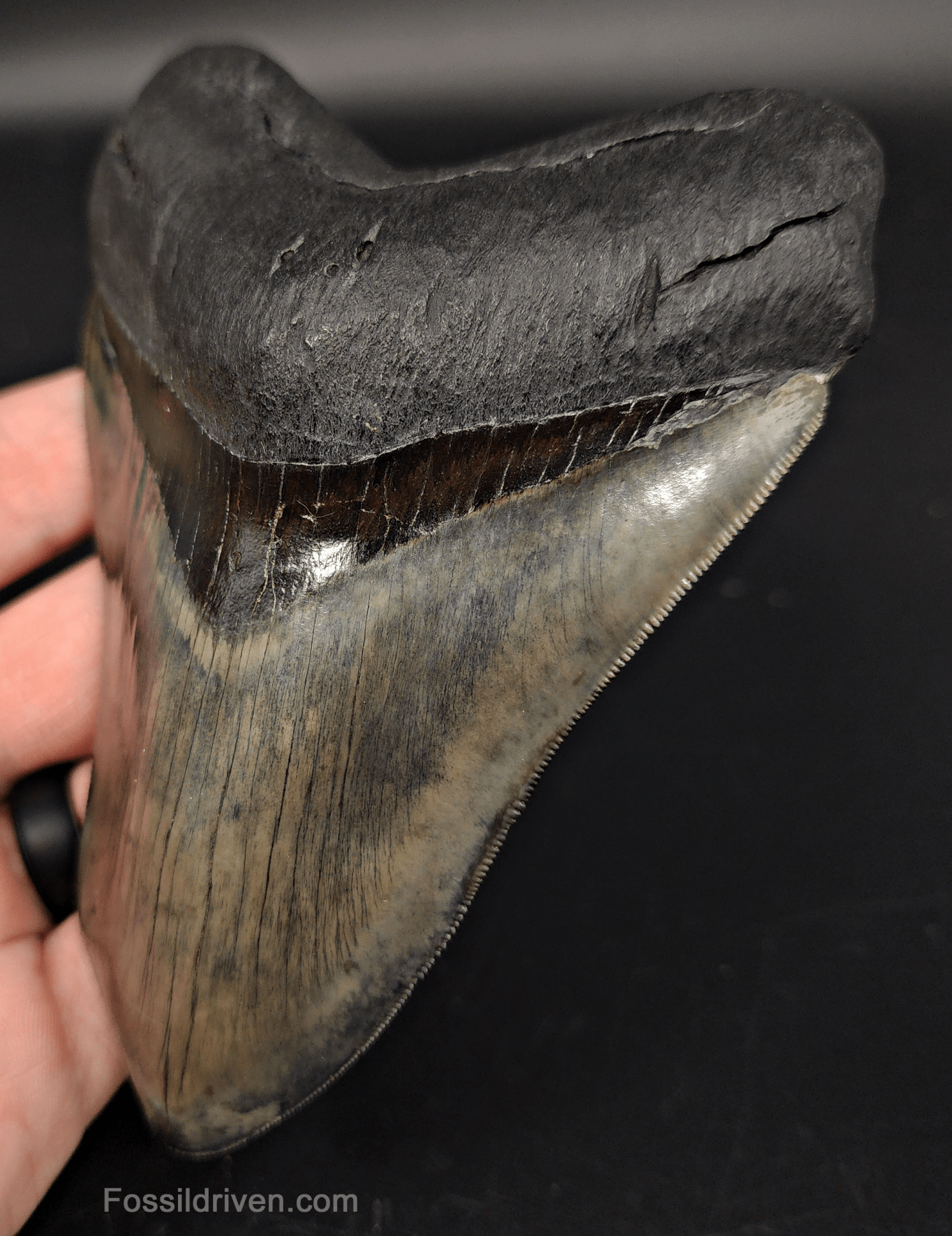 5.12" Fossil Megalodon Tooth - Pathological Fossil from Indonesia - Fossil Driven