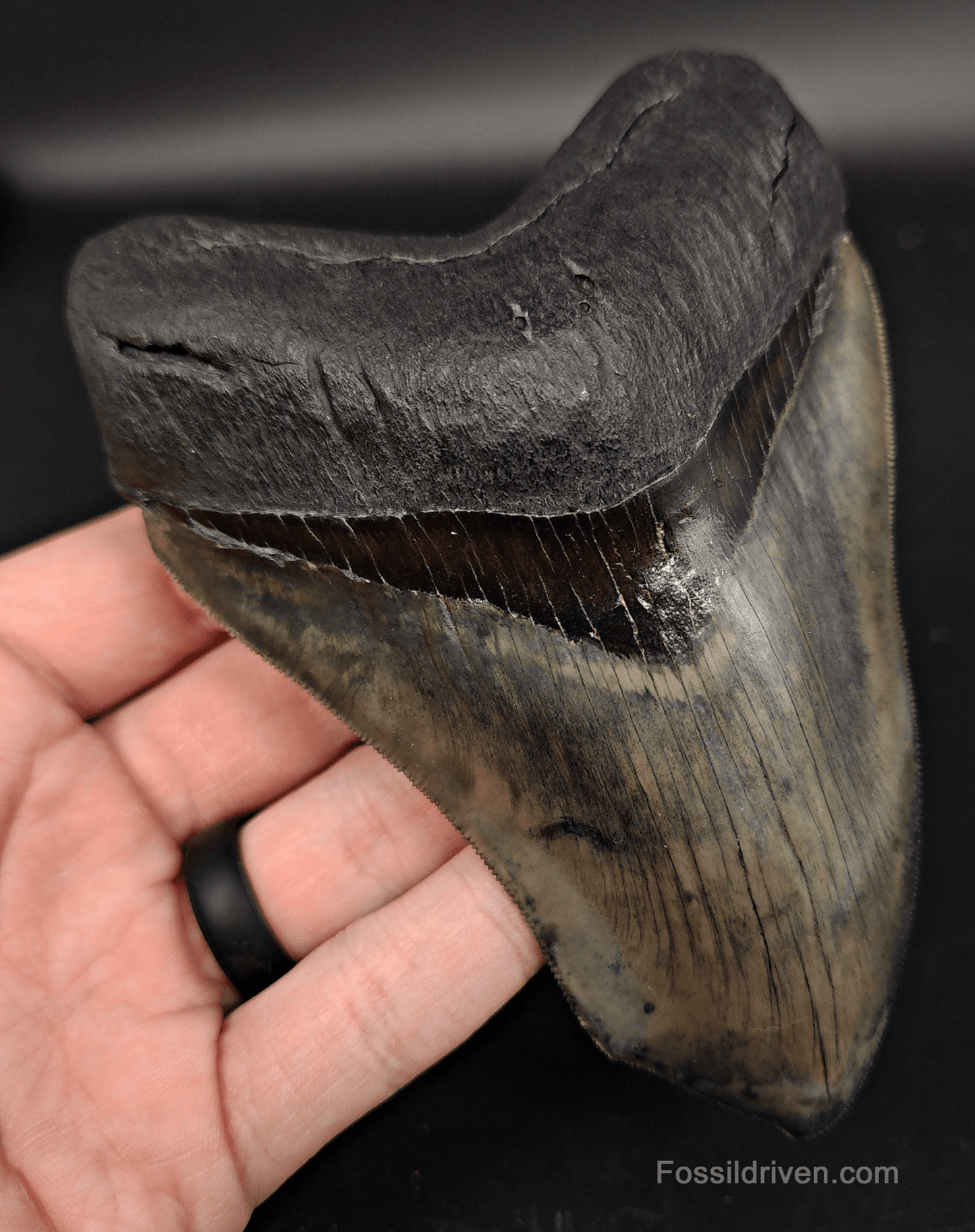 5.12" Fossil Megalodon Tooth - Pathological Fossil from Indonesia - Fossil Driven