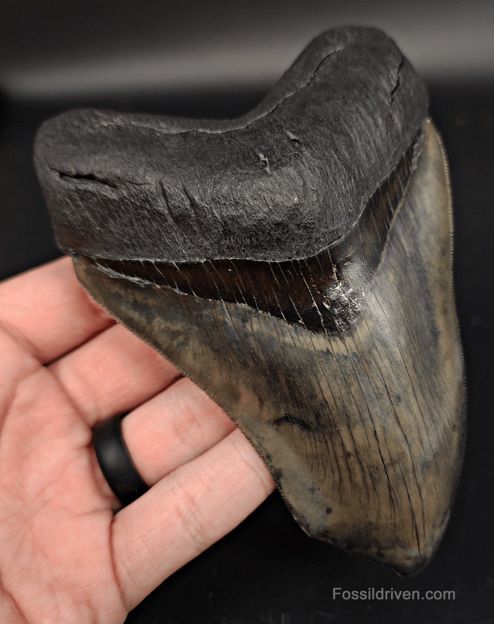 5.12" Fossil Megalodon Tooth - Pathological Fossil from Indonesia - Fossil Driven