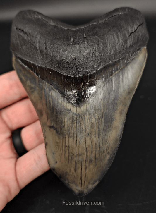 5.12" Fossil Megalodon Tooth - Pathological Fossil from Indonesia - Fossil Driven