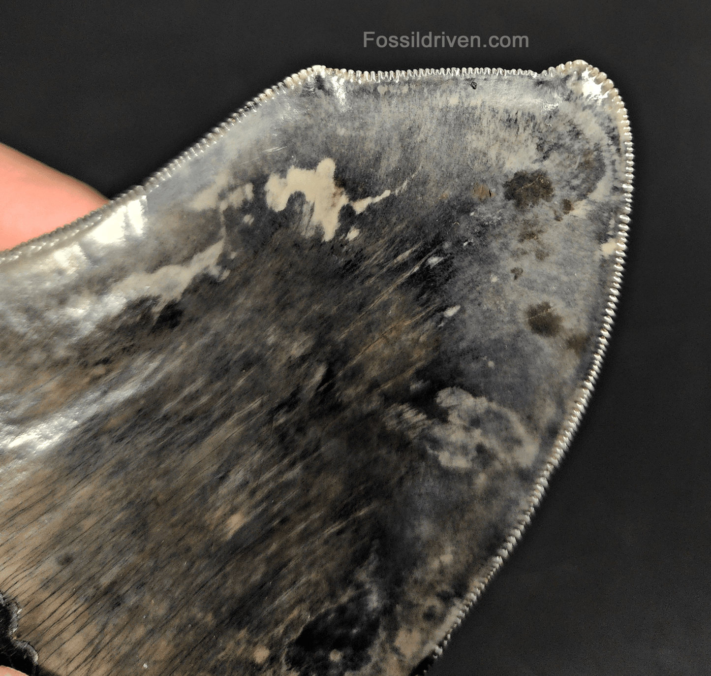 5.12" Fossil Megalodon Tooth - Pathological Fossil from Indonesia - Fossil Driven