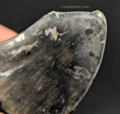 5.12" Fossil Megalodon Tooth - Pathological Fossil from Indonesia - Fossil Driven