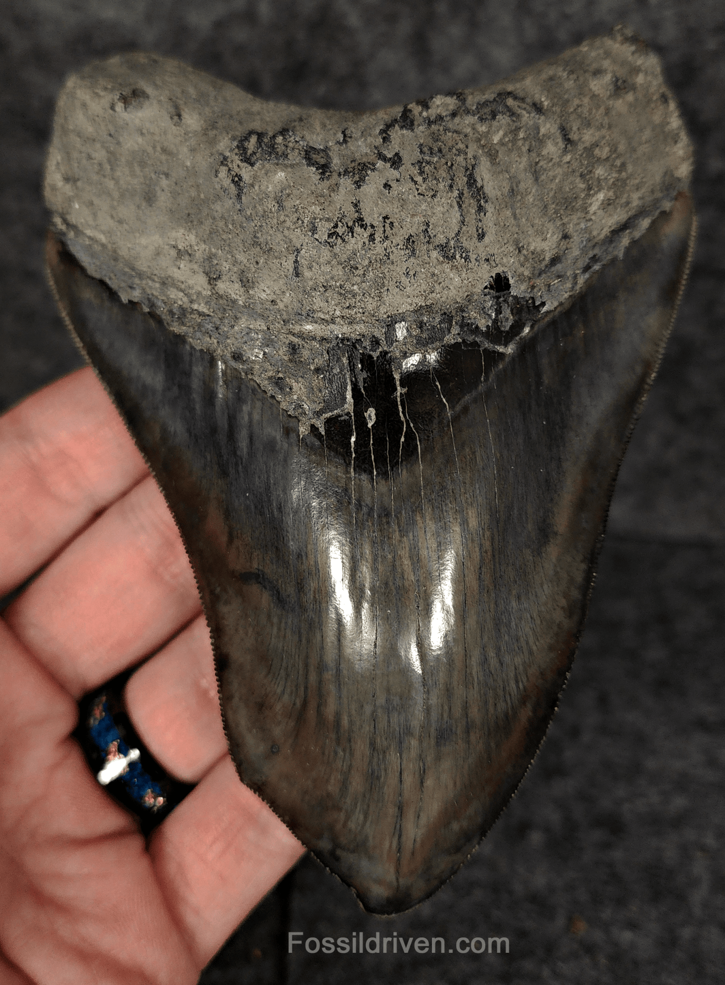 5.12" Fossil Megalodon Tooth - Pathological Fossil from Indonesia - Fossil Driven