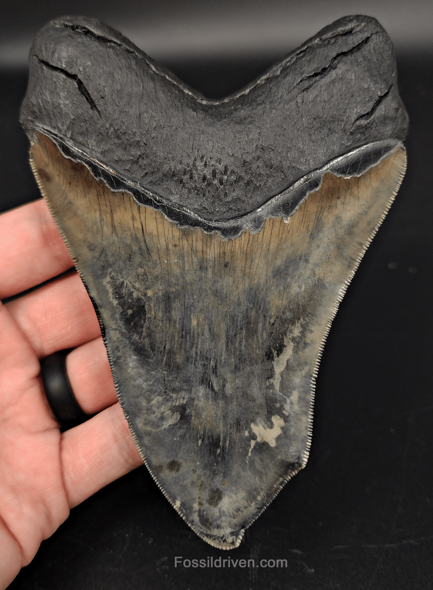 5.12" Fossil Megalodon Tooth - Pathological Fossil from Indonesia - Fossil Driven