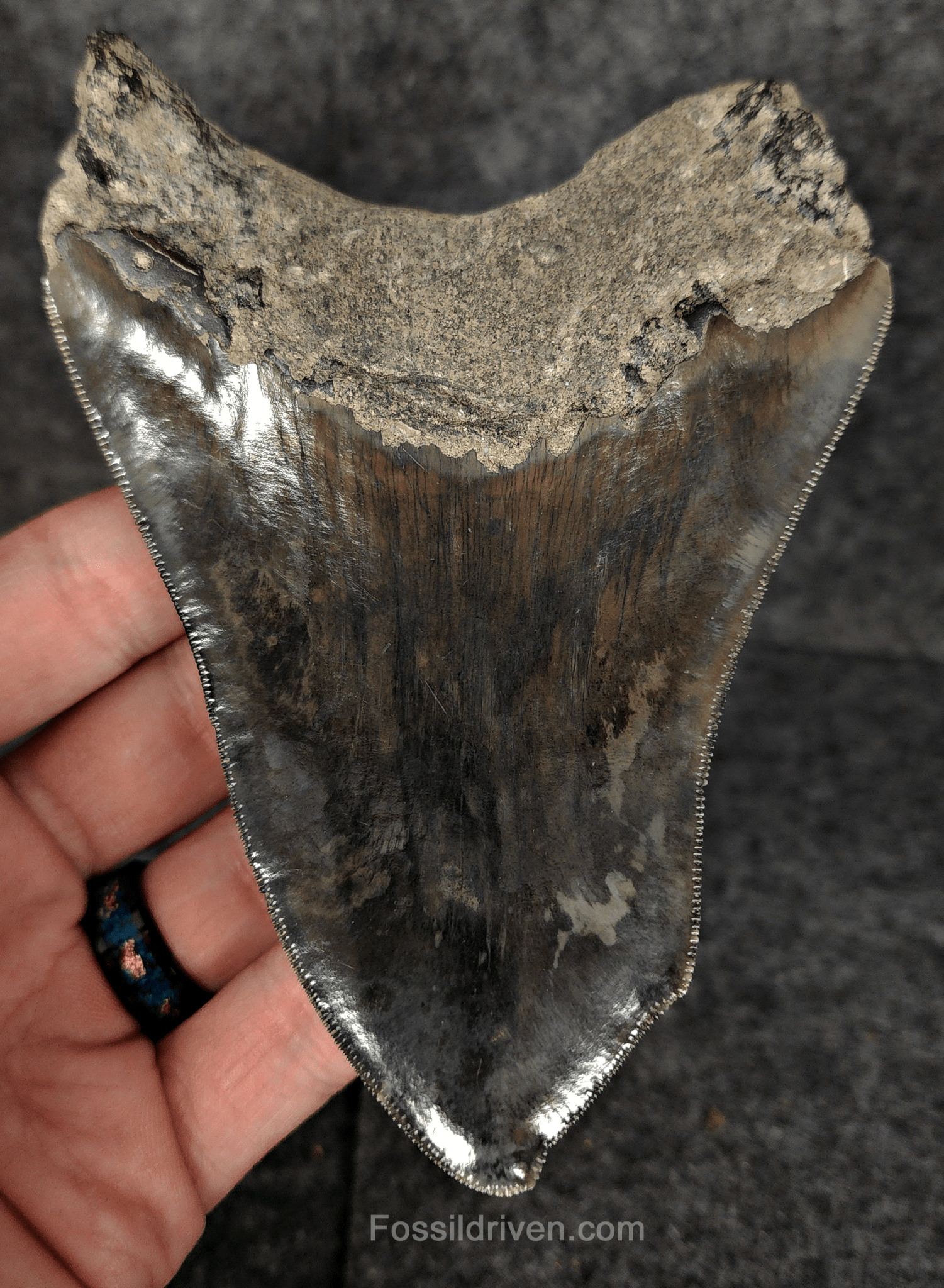 5.12" Fossil Megalodon Tooth - Pathological Fossil from Indonesia - Fossil Driven
