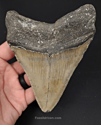 5.13" North Carolina Megalodon Tooth - Serrated - Authentic Fossil Shark Tooth - Fossil Driven