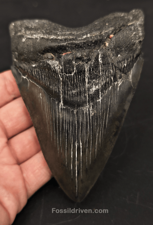 5.14" Fossil Megalodon Tooth for Sale - Beaufort, South Carolina | Fossil Driven - Fossil Driven