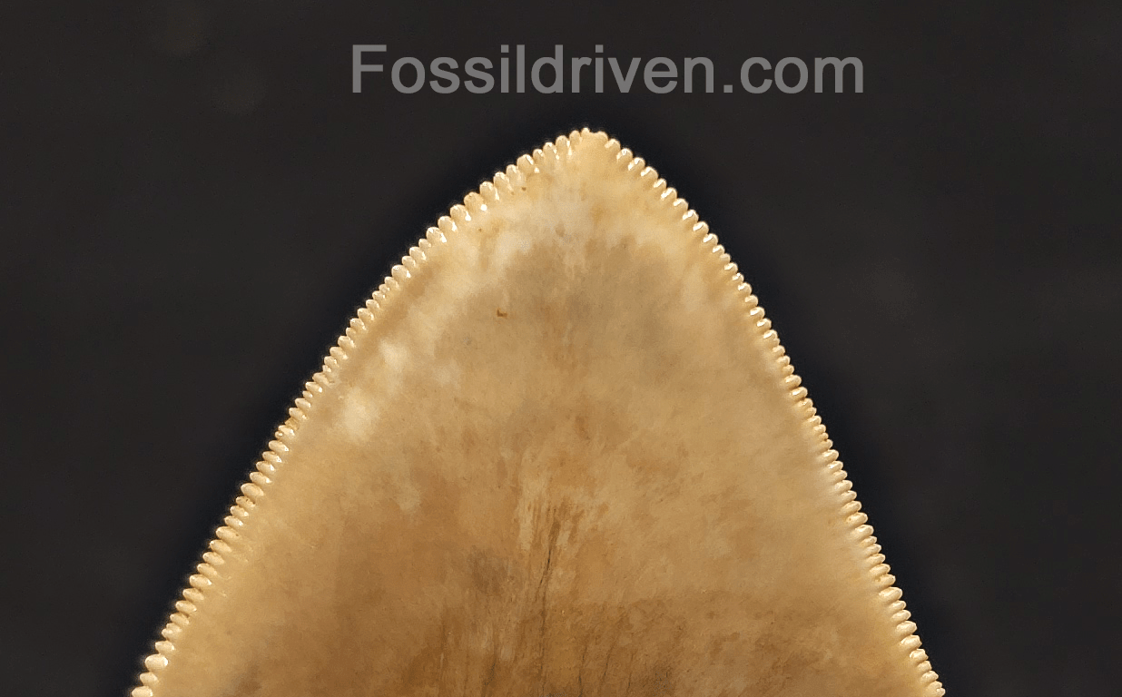 5.15" High-Quality Fossil Megalodon Tooth - Java, Indonesia | Fossil Driven - Fossil Driven